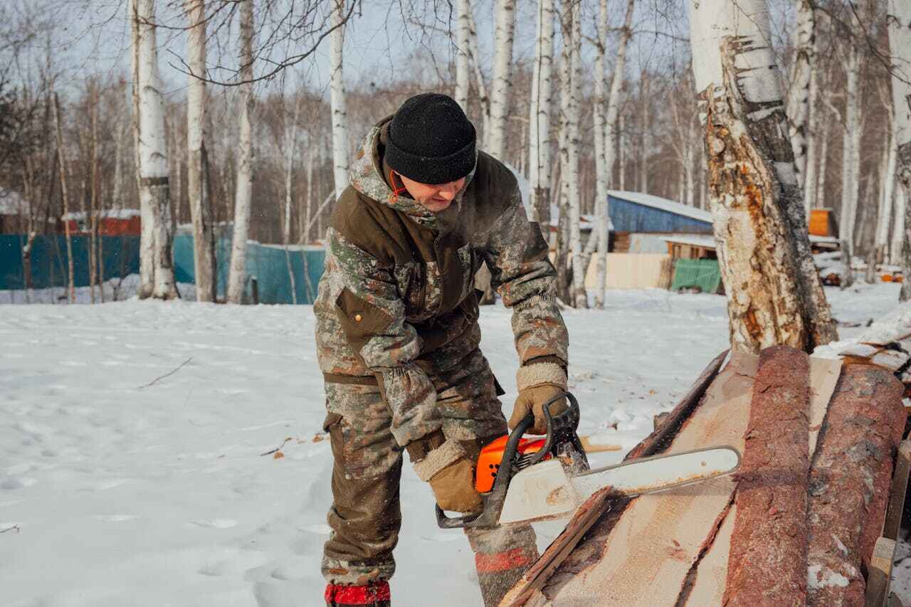Professional Tree Service in Air Force Academy, CO